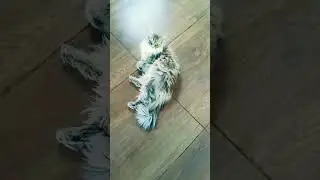 No no😭kick them #cat #pets #petlover #funny #funnycat #catlife #comedy #reels #memes #shorts #shorts