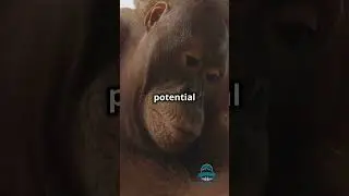 Orangutan Uses Tools to Forage for Food | Primate Intelligence #shorts