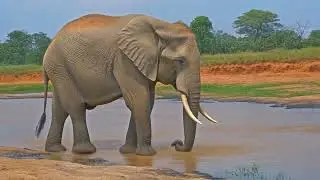 A video of a African elephant drinking water from river