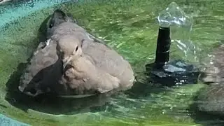 It Floats Like A Duck #morningdove #birdphotography #birdbath