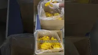 MAKING DRIED MANGO STEP BY STEP IN VIETNAM FACTORY