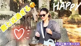 こんな所から顔を出す🥸鹿と近過ぎる🤭外国人観光客の反応🫎NARA  PARK