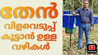 തേൻ വിളവെടുപ്പ് കൂട്ടാനുള്ള വഴികൾ,തേനീച്ചക്യൂൻസെല്ല് ഉണ്ടാക്കിയാൽ എന്ത് ചെയ്യണം