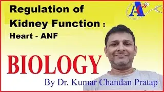 Regulation of Kidney Function : Heart - ANF