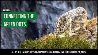 Connecting the Green Dots