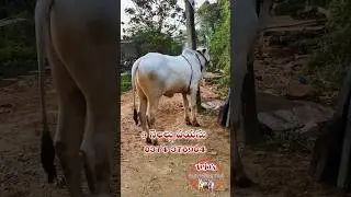 9 నెలలు దూడ అమ్మకానికి వుంది,జంబులదిన్నె,ఆళ్ళగడ్డ మండలం,నంద్యాల జిల్లా