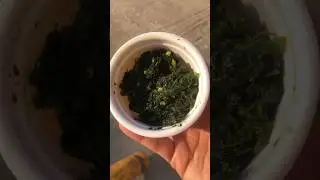 Pakistani Green Chutney Recipe 🌿#banoskitchendiary #yrshorts #mintchutneyrecipe