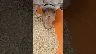 😍#cow #shortsfeed #animals #trending #shortvideo #farming #shorts #gaumata #gaushala #bjp #rss #rj