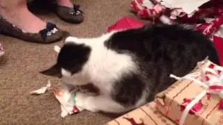 Cat opens Christmas present 2012