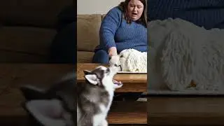 When She Cut the Dog Cake&hellip; The Real Dog Couldn&rsquo;t Believe It 😱🐱🍰 #shorts