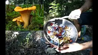 Survival food or delicacy ? Foraging and cooking mushrooms in the wild #bushcraft #camping #campfire