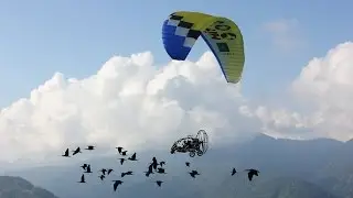 Ibis eremita, è partita verso Orbetello la III Migrazione Guidata dall'Uomo