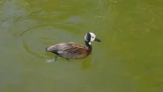 Pato cara blanca - Dendrocygna viudata