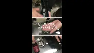 Grooming Abyssinian with Passion Nera Product