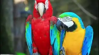 CE Training & Therapist Retreats in the Peruvian Amazon | Renew Psychotherapy Center