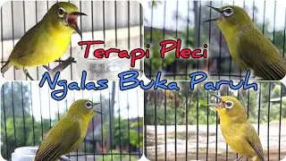 Pleci Roll Durasi Terapi Pleci Ngalas Buka Paruh #terapipleci #plecigacor #pleci #pcmi #kicaumania 