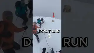 Polar Bear !!!HELP!!!