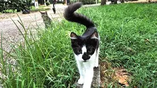 Black and white sweet cat Have you ever seen such a sweet cat?😻😻😻😻😻