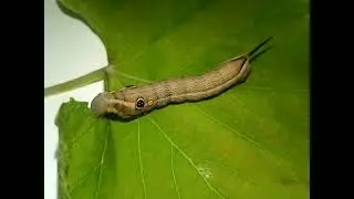 Vine hawk-moth