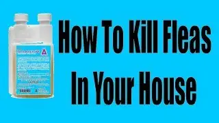 How to kill fleas in the house (I)