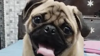 I want food 🤤 #dog #pug #pets #love #cute