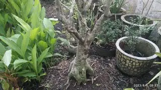 Review Bahan Bonsai Unik Di Markas Hiphipgarden #belajarbonsai