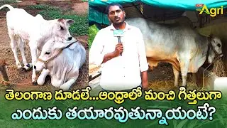 Ongole Cattle | తెలంగాణ దూడలే.. ఆంధ్రాలో మంచి గిత్తలుగా ఎందుకు తయారవుతున్నాయంటే? Tone Agri