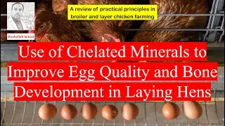 Use of Chelated Minerals to Improve Egg Quality and Bone Development in Laying Hens