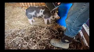DIY Pig Water Barrel Project | Part 2
