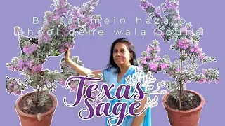 Monsoon loving Texas sage plant #Sageplant #uniqueplants #1000flowers #viralvideo