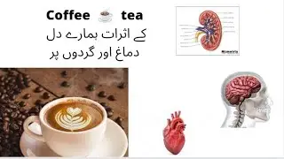 caffeine, coffee and tea ( brain, heart and kidney) in urdu hindi . what caffeine does to our body