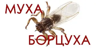 КРОВОСОСКА - реальная иллюстрация, что было бы, если бы клещи умели летать! [Hippoboscidae]
