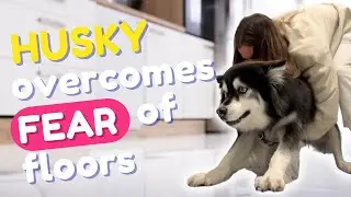 Husky overcomes fear of the floors!