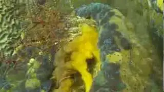 Tridacna gigas. Гигантская тридакна -самый большой моллюск в мире