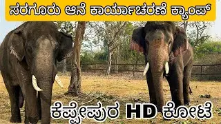 Strongest Wild Elephant Operation Countdown | Sargurutha Kebbepura HD Fort #Elephantcapture