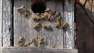 Die Feldwespe - European paper wasp (Polistes dominula)