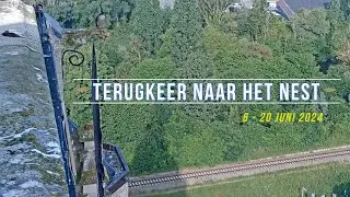 240620 Slechtvalken Oudenaarde 27 - Terugkeer naar het nest