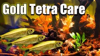 Add Some Precious Metals to Your Aquarium! The Gold Tetra Care and Breeding