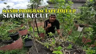 SIANCI MASIH PROGRAM 20JT UP #bonsaiindonesia #sianci
