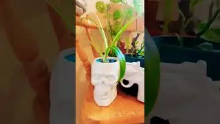 Skull With green hair