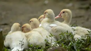 Wild fowl, beautiful and cute little white ducks