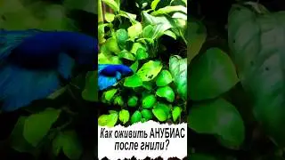 How to revive an Anubias after rot? #aquaflow #aquascape #aquaflorya #aquarium #plantrot #anubias