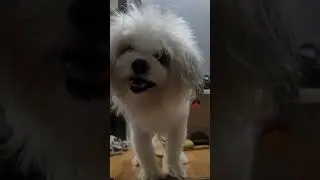 ALWAYS WAITING LULU #viralvideo #pets #youtubeshorts #cute #shortvideo #puppy #shihtzu