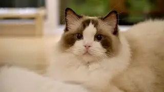 고양이도 자식 편애를 해요! (Ft. 앰버의 하루)