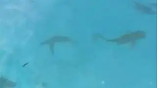 TB kiteboarding around sharks