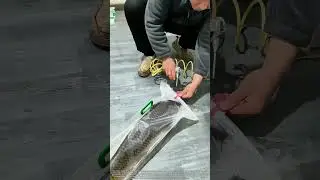 The Trick to Keeping Live Fish Alive in a Sealed Plastic Bag