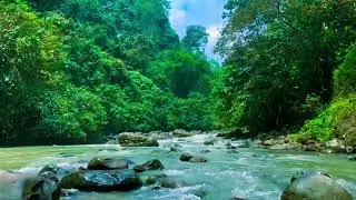 Autumn Ambience / Peaceful Forest Stream Amidst Autumn Foliage / ASMR #432