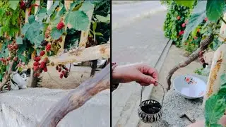 Blackberry Harvest Time 1 #kesfet#chester#jumbo#blackberry#shorts @ahmetmece1091 @RENKLERVEZEVKLER