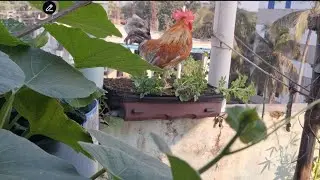আজকের ভিডিওটা করতে গিয়ে যা যা ঘটনা ঘটলো। #marwas #family #new video 