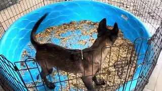 Belgian Malinois female